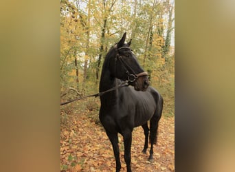 Deutsches Sportpferd, Wallach, 6 Jahre, 180 cm, Schwarzbrauner