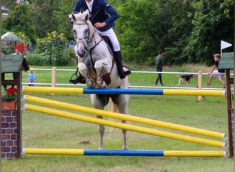 Deutsches Sportpferd, Wallach, 6 Jahre, 182 cm, Schimmel