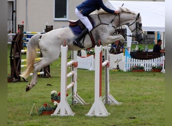 Deutsches Sportpferd, Wallach, 6 Jahre, 182 cm, Schimmel