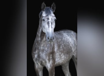 Deutsches Sportpferd, Wallach, 6 Jahre, 183 cm, Schimmel