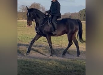 Deutsches Sportpferd, Wallach, 6 Jahre, 184 cm, Brauner