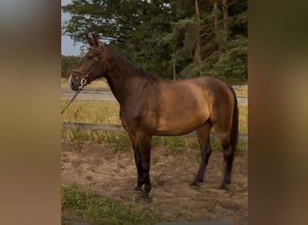 Deutsches Sportpferd, Wallach, 6 Jahre, 184 cm, Brauner