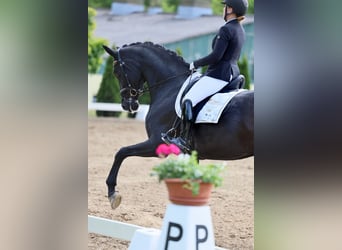 Deutsches Sportpferd, Wallach, 6 Jahre, Brauner