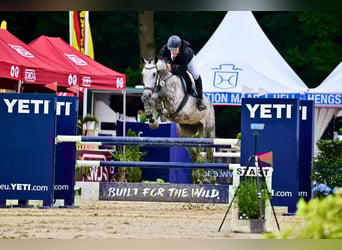 Deutsches Sportpferd, Wallach, 6 Jahre, Brauner