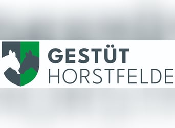 Deutsches Sportpferd, Wallach, 6 Jahre, Brauner