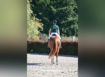 Deutsches Sportpferd, Wallach, 6 Jahre, Brauner