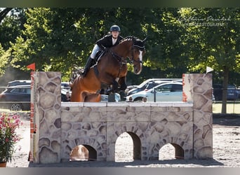 Deutsches Sportpferd, Wallach, 6 Jahre, Brauner