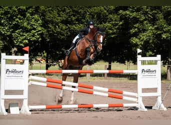 Deutsches Sportpferd, Wallach, 6 Jahre, Brauner