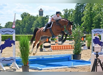 Deutsches Sportpferd, Wallach, 6 Jahre, Brauner