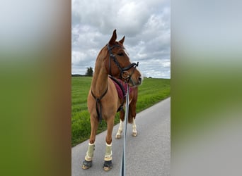 Deutsches Sportpferd, Wallach, 7 Jahre, 158 cm, Fuchs