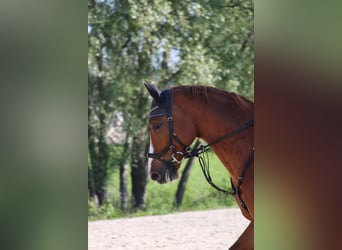 Deutsches Sportpferd, Wallach, 7 Jahre, 159 cm, Fuchs