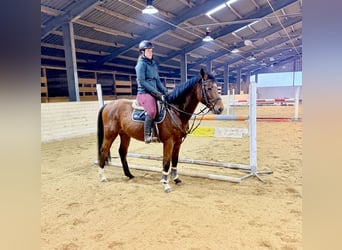 Deutsches Sportpferd, Wallach, 7 Jahre, 160 cm, Brauner