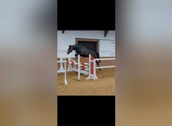 Deutsches Sportpferd, Wallach, 7 Jahre, 160 cm, Dunkelbrauner