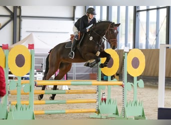 Deutsches Sportpferd, Wallach, 7 Jahre, 162 cm, Brauner