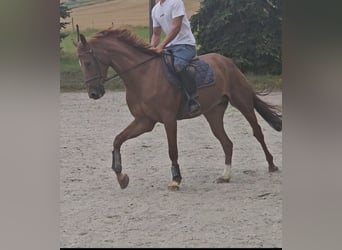 Deutsches Sportpferd, Wallach, 7 Jahre, 163 cm, Fuchs