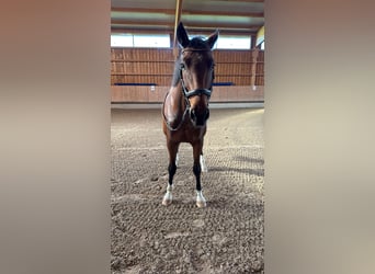 Deutsches Sportpferd, Wallach, 7 Jahre, 164 cm, Brauner