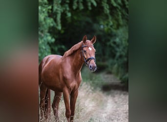 Deutsches Sportpferd, Wallach, 7 Jahre, 164 cm, Fuchs