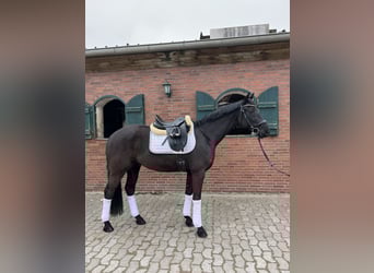 Deutsches Sportpferd, Wallach, 7 Jahre, 164 cm, Schwarzbrauner