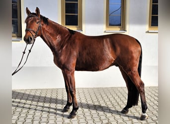 Deutsches Sportpferd, Wallach, 7 Jahre, 165 cm, Brauner