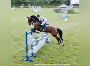 Deutsches Sportpferd, Wallach, 7 Jahre, 165 cm, Brauner