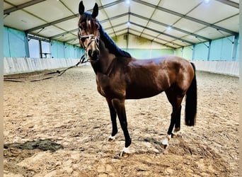 Deutsches Sportpferd, Wallach, 7 Jahre, 165 cm, Brauner