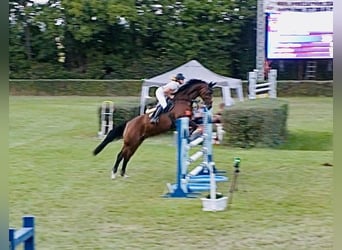 Deutsches Sportpferd, Wallach, 7 Jahre, 165 cm, Brauner