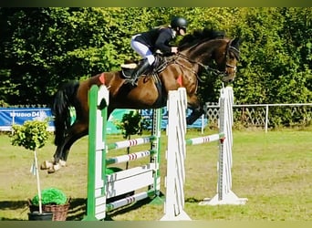 Deutsches Sportpferd, Wallach, 7 Jahre, 165 cm, Brauner