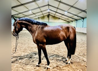 Deutsches Sportpferd, Wallach, 7 Jahre, 165 cm, Brauner