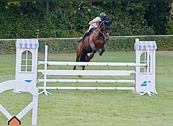 Deutsches Sportpferd, Wallach, 7 Jahre, 165 cm, Brauner