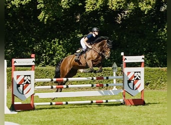 Deutsches Sportpferd, Wallach, 7 Jahre, 165 cm, Brauner