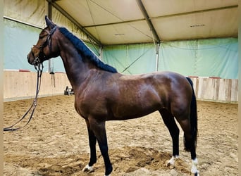 Deutsches Sportpferd, Wallach, 7 Jahre, 165 cm, Brauner