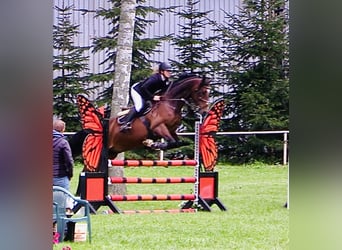 Deutsches Sportpferd, Wallach, 7 Jahre, 165 cm, Brauner