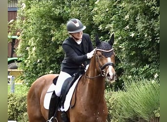 Deutsches Sportpferd, Wallach, 7 Jahre, 165 cm, Dunkelfuchs