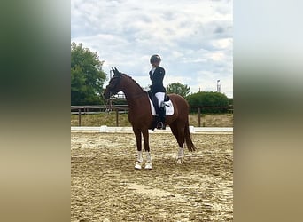 Deutsches Sportpferd, Wallach, 7 Jahre, 165 cm, Dunkelfuchs