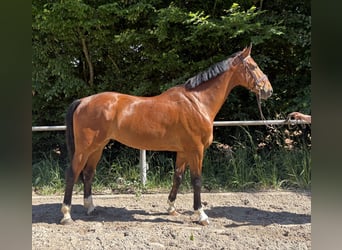 Deutsches Sportpferd, Wallach, 7 Jahre, 165 cm, Rotbrauner