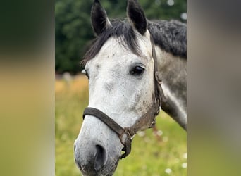 Deutsches Sportpferd, Wallach, 7 Jahre, 165 cm, Schimmel