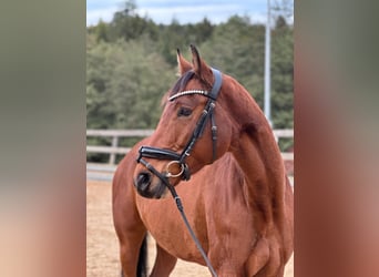 Deutsches Sportpferd, Wallach, 7 Jahre, 166 cm, Brauner