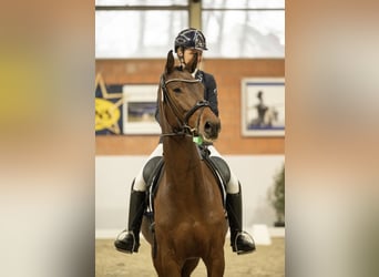 Deutsches Sportpferd, Wallach, 7 Jahre, 166 cm, Dunkelbrauner
