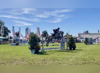 Deutsches Sportpferd, Wallach, 7 Jahre, 166 cm, Schimmel