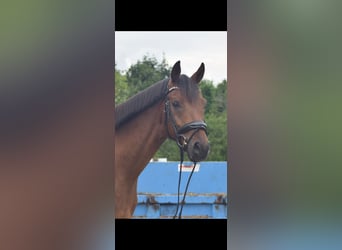 Deutsches Sportpferd, Wallach, 7 Jahre, 167 cm, Brauner