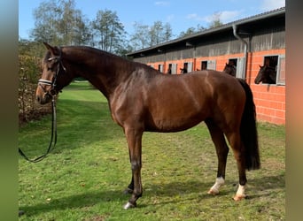 Deutsches Sportpferd, Wallach, 7 Jahre, 167 cm, Brauner
