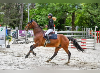 Deutsches Sportpferd, Wallach, 7 Jahre, 167 cm, Brauner