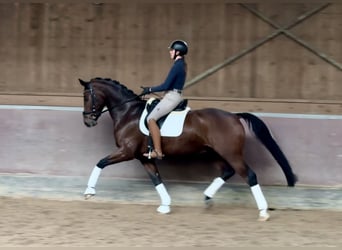 Deutsches Sportpferd, Wallach, 7 Jahre, 167 cm