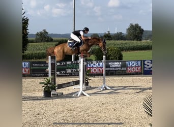 Deutsches Sportpferd, Wallach, 7 Jahre, 167 cm, Fuchs