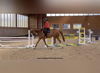 Deutsches Sportpferd, Wallach, 7 Jahre, 167 cm, Fuchs