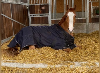 Deutsches Sportpferd, Wallach, 7 Jahre, 167 cm, Fuchs