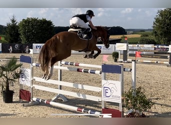 Deutsches Sportpferd, Wallach, 7 Jahre, 167 cm, Fuchs