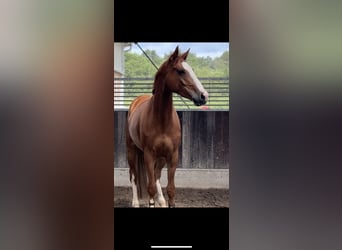 Deutsches Sportpferd, Wallach, 7 Jahre, 167 cm, Fuchs