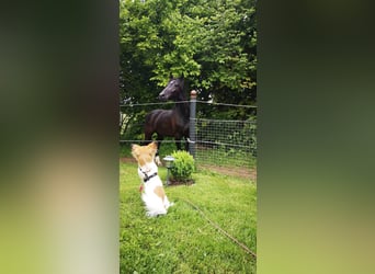 Deutsches Sportpferd, Wallach, 7 Jahre, 167 cm, Rappe