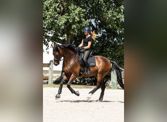 Deutsches Sportpferd, Wallach, 7 Jahre, 168 cm, Brauner